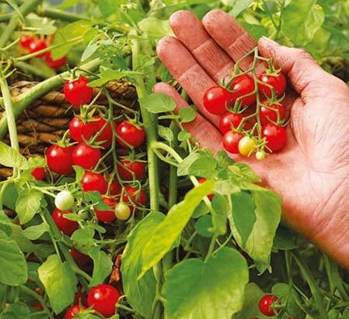 Tomato Hundreds and Thousands 